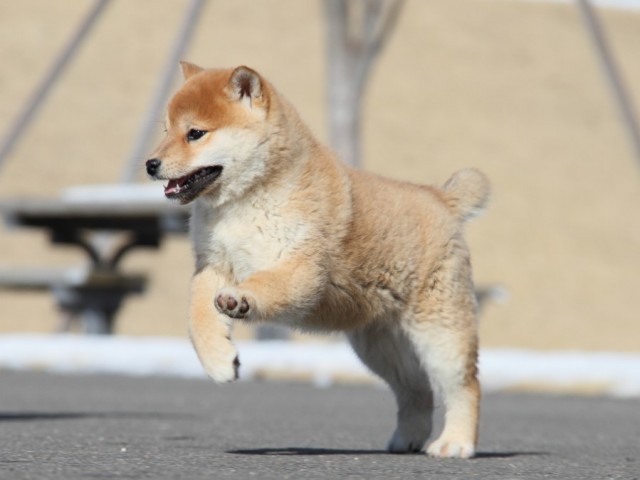 IMG_1142-shibainu-koinu