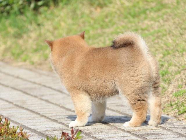 IMG_1163-shiba-puppy