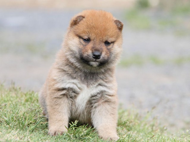 IMG_1177-shibainu-koinu