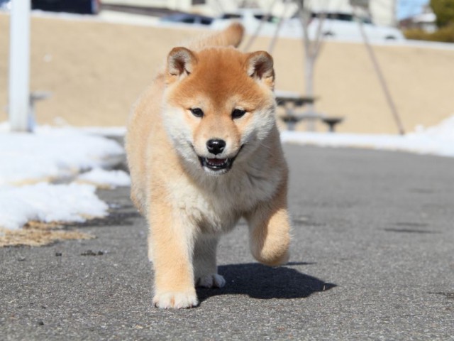 IMG_1180-shibainu-koinu