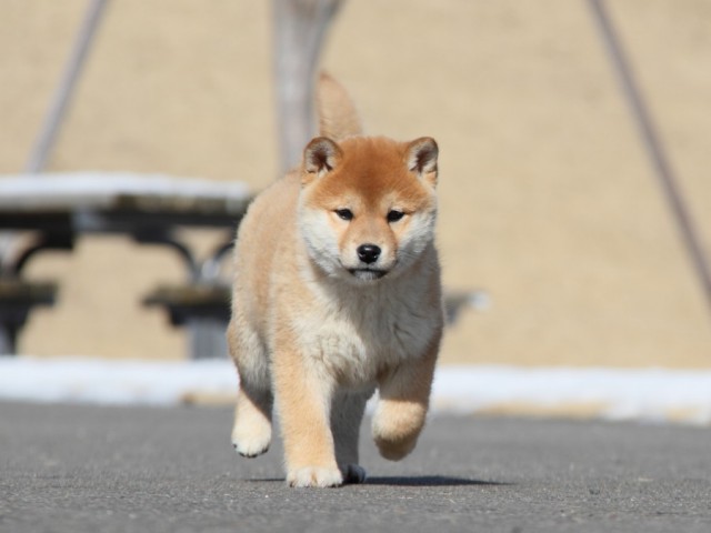 IMG_1193-shibainu-koinu