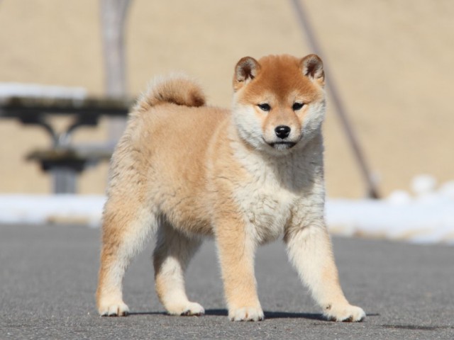 IMG_1196-shibainu-koinu