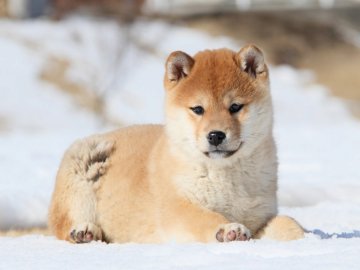 IMG_1214-shibainu-koinu-top