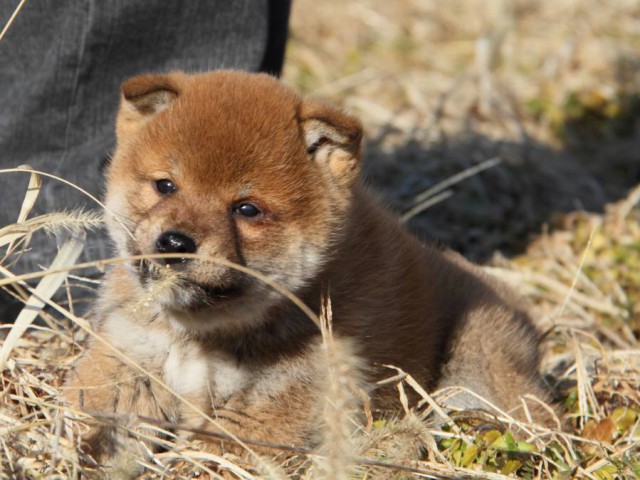 IMG_1225-shibainu-koinu