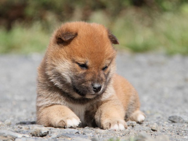 IMG_1277-shibainu-koinu