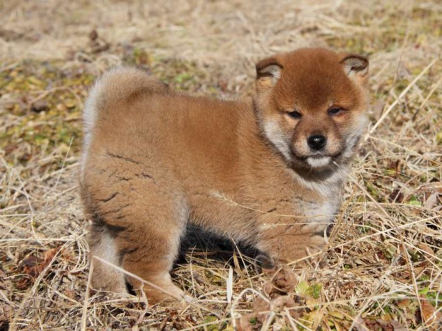 IMG_1279-shibainu-koinu