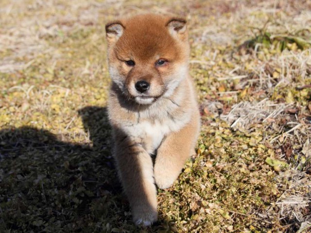 IMG_1465-shibainu-koinu