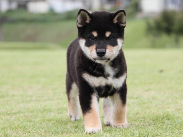 IMG_1505-shibainu-koinu