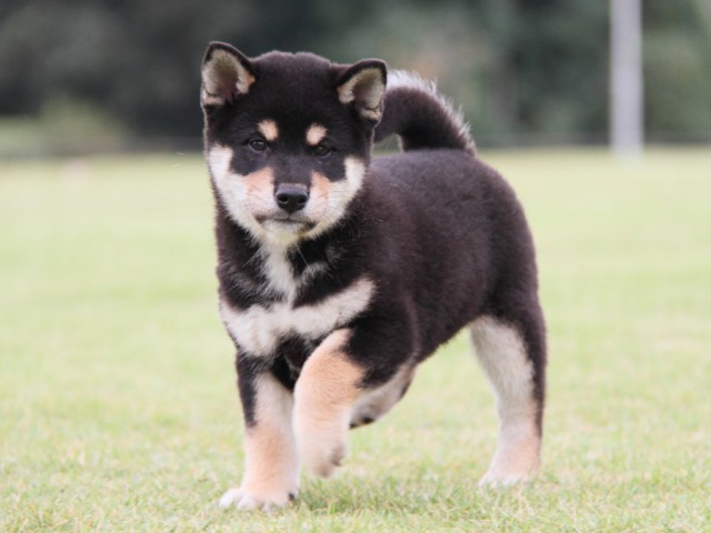 IMG_1524-shibainu-koinu