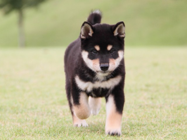 IMG_1547-shibainu-koinu