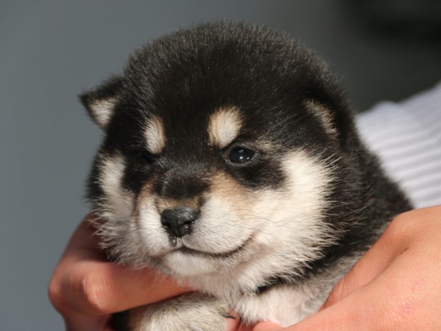 IMG_1679-shiba-puppy