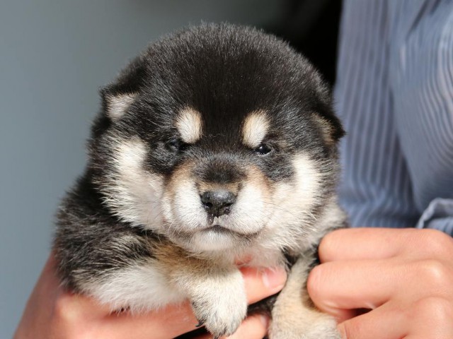 IMG_1686-shiba-puppy