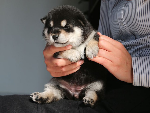 IMG_1693-shiba-puppy