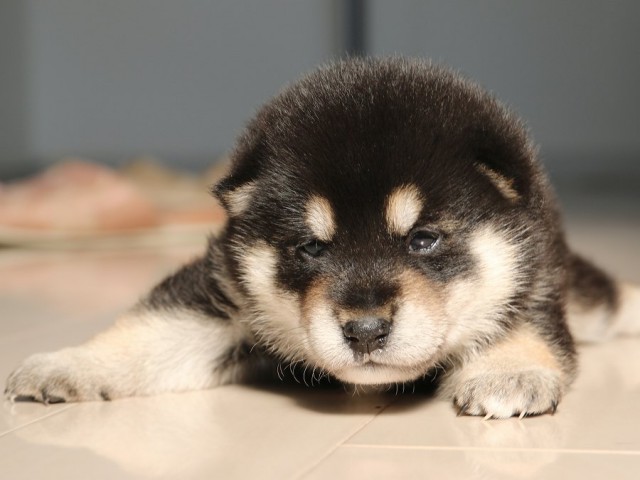 IMG_1697-shiba-puppy