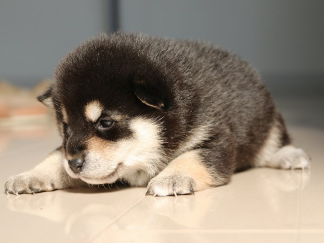 IMG_1702-shiba-puppy