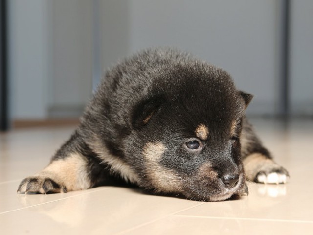 IMG_1716-shiba-puppy