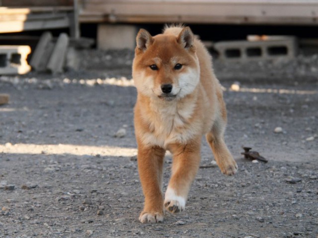 IMG_1725-shibainu-koinu