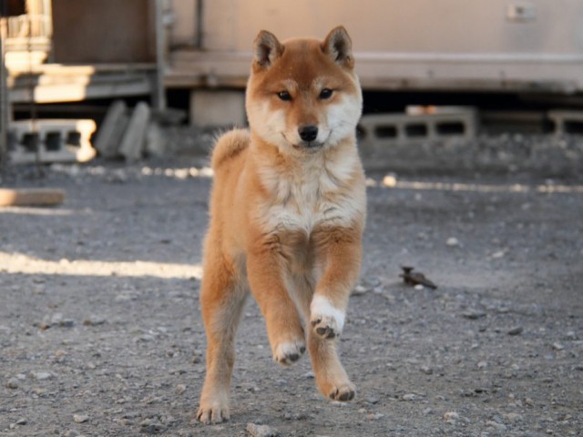 IMG_1728-shibainu-koinu