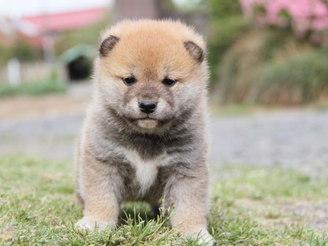 IMG_1729-shibainu-koinu