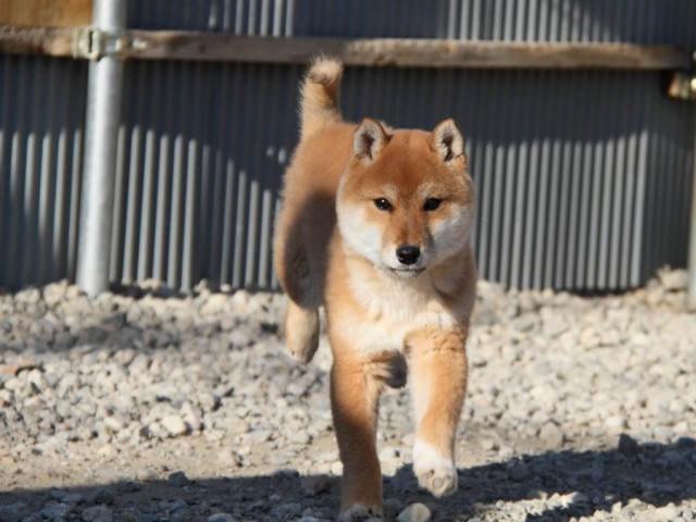 IMG_1745-shibainu-koinu