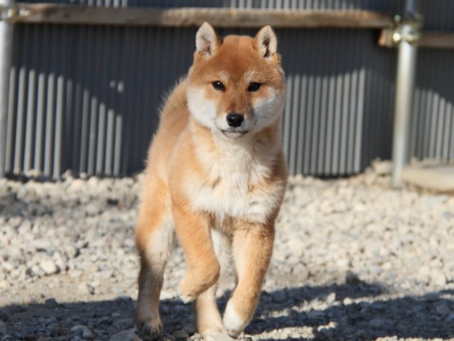 IMG_1746-shibainu-koinu