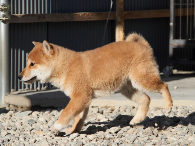 IMG_1760-shibainu-koinu