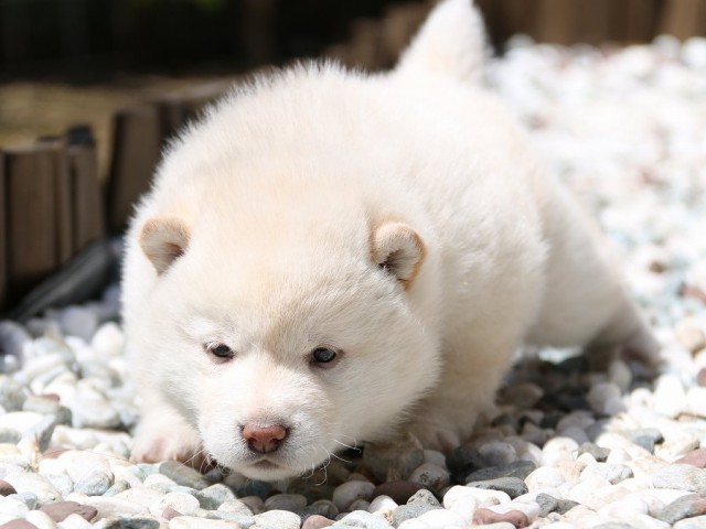 IMG_2005-shiba-puppy