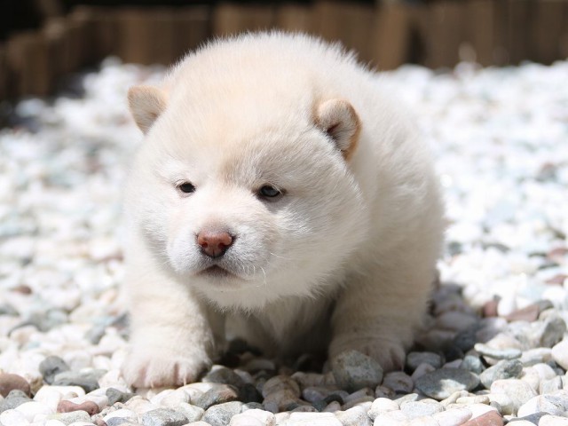 IMG_2020-shiba-puppy