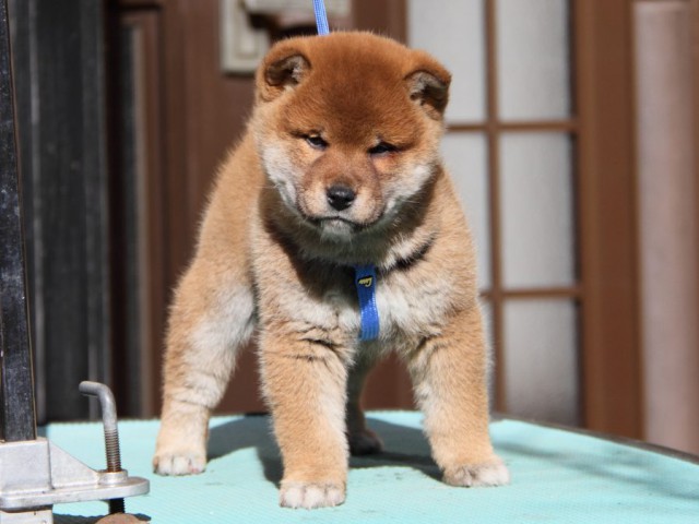 IMG_2024-shibainu-koinu