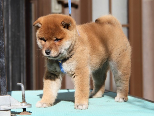 IMG_2037-shibainu-koinu