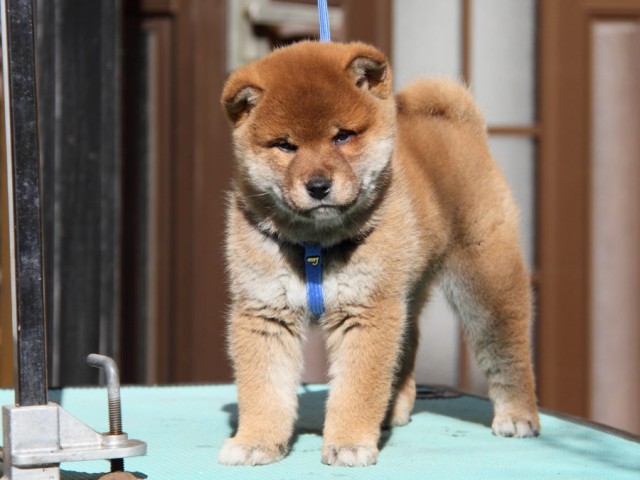 IMG_2043-shibainu-koinu