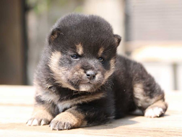 IMG_2508-shiba-puppy