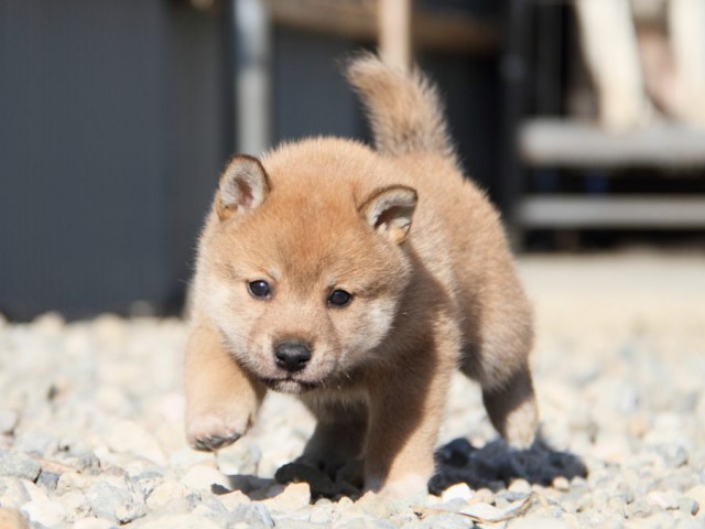 IMG_2622-shibainu-koinu