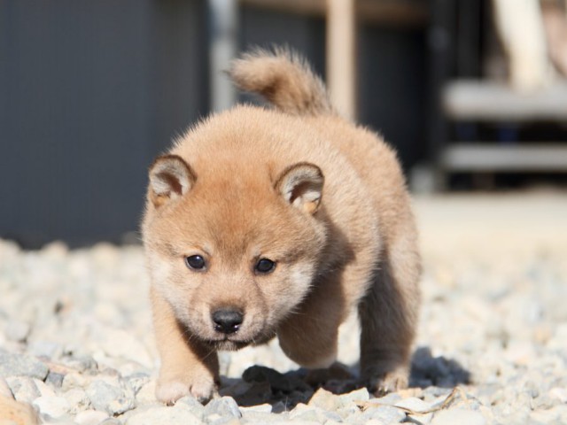 IMG_2623-shibainu-koinu