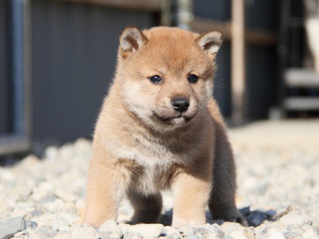 IMG_2627-shibainu-koinu