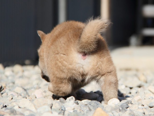 IMG_2632-shibainu-koinu