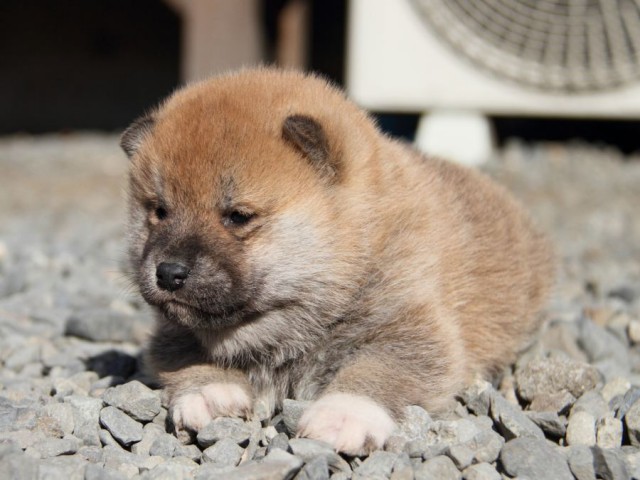 IMG_2661-shibainu-koinu