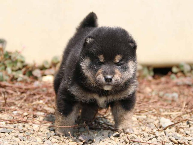 IMG_2668-shiba-puppy