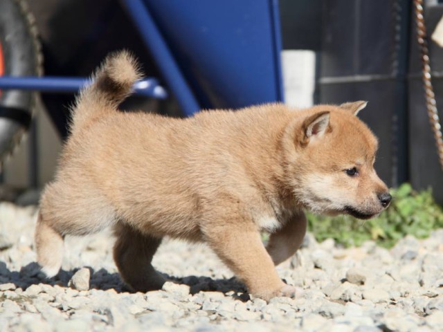 IMG_2668-shibainu-koinu