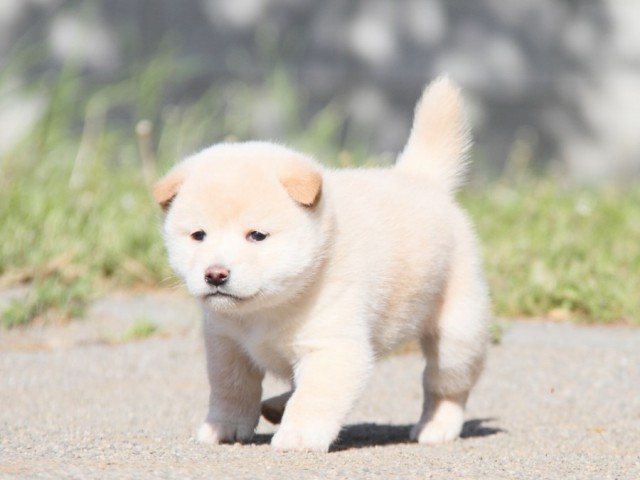 IMG_2833-shibainu-koinu