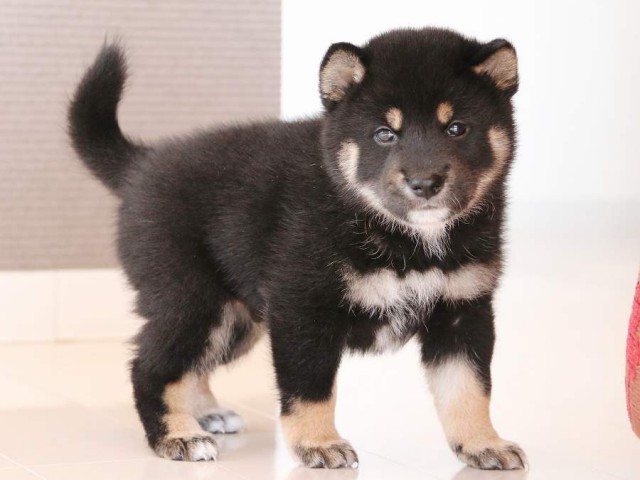 IMG_2854-shiba-puppy