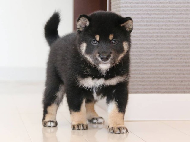 IMG_2865-shiba-puppy