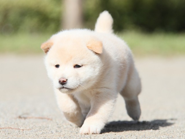 IMG_2873-shibainu-koinu