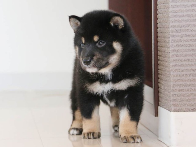 IMG_2883-shiba-puppy