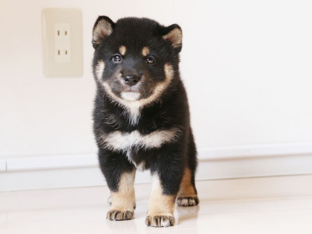 IMG_2894-shiba-puppy