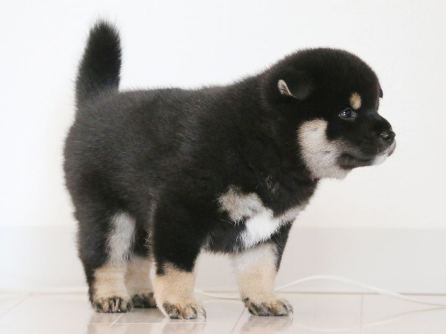 IMG_2902-shiba-puppy