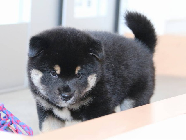 IMG_2908-shiba-puppy