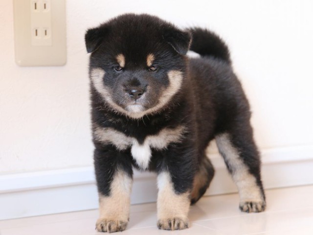 IMG_2919-shiba-puppy