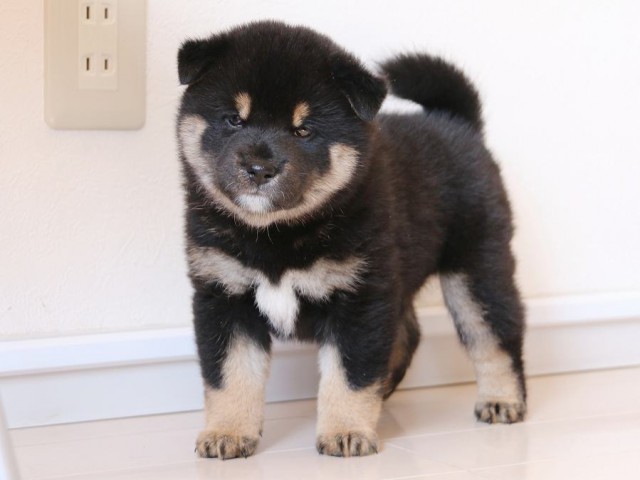 IMG_2923-shiba-puppy