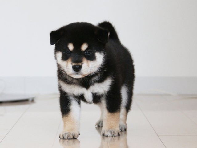 IMG_2955-shiba-puppy